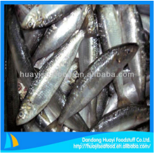 Yummy frozen sardine fish fresh seafood para la venta